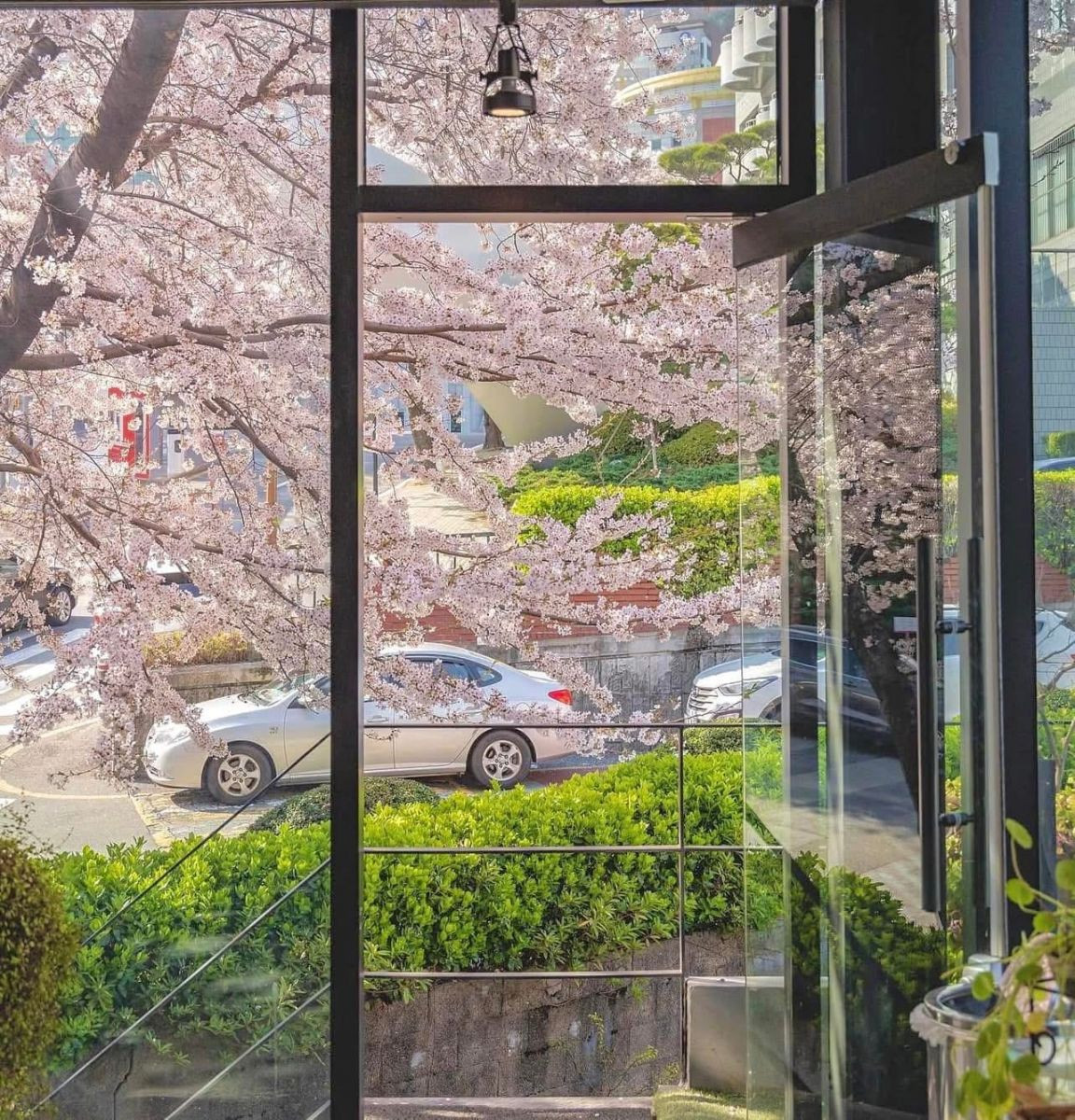 Du Học Hàn Quốc Mùa Xuân năm 2025: Ưu Điểm, Thời Điểm Lý Tưởng và Lịch Ngắm Hoa Anh Đào